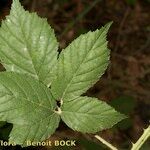 Rubus adscitus Folha