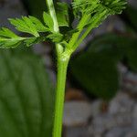 Chaerophyllum procumbens Blatt