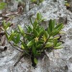 Cyclophyllum tenuipes Hábito