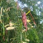 Acacia verticillata Hoja