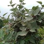 Ficus palmata Ліст