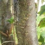 Cotoneaster bullatus Кора
