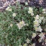 Paronychia argyrocoma Hábito