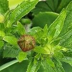 Potentilla nepalensis Flower