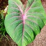 Caladium bicolorBlad