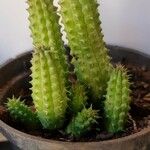 Huernia penzigii 葉