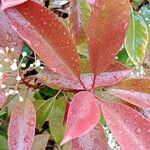 Photinia fraseri Frukt