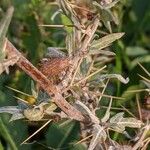 Xanthium spinosum Fruto