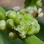 Pipturus argenteus Fruit