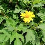 Tithonia diversifoliaFloare