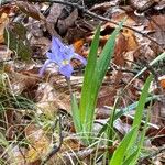 Iris verna Kvet