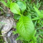 Elephantopus carolinianus Leaf