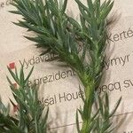 Polycnemum majus Likasa