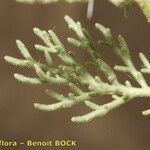 Perralderia coronopifolia Листок