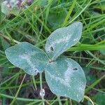 Trifolium pratense Φύλλο