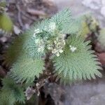 Urtica pilulifera Flower