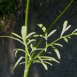 Oenanthe pimpinelloides Frunză