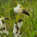 Eriophorum latifolium Květ