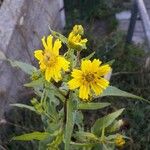 Guizotia abyssinica Květ