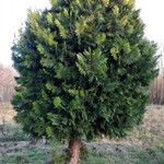 Calocedrus decurrens Tervik taim