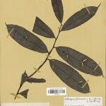 Heteropsis flexuosa Hoja