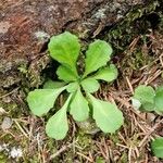 Saxifraga cuneifolia Leaf