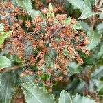 Olearia macrodonta Цвят