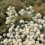 Teucrium dunense Flor