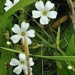 Gypsophila elegans Flor