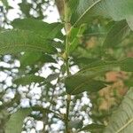 Salix cinerea Coajă