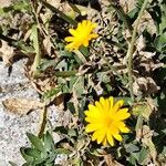 Calendula suffruticosa Fula