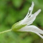 Stellaria nemorum Kvet