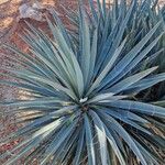 Yucca baccata葉