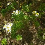 Argyranthemum hierrense Habitus