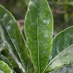 Pittosporum senacia Leht