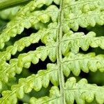 Dryopteris oligodonta Folio