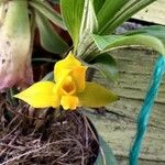 Lycaste bradeorum Flower