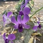 Dendrobium spp. Цветок