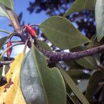 Bruguiera gymnorhiza Blad