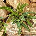 Asplenium ceterach Folha