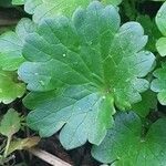 Ranunculus muricatus Leaf