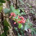 Ardisia compressa Fruit