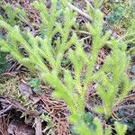 Lycopodium clavatumList