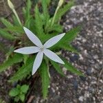 Hippobroma longiflora Квітка