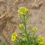 Erysimum cheiranthoides Flower