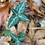 Chimaphila maculata Hoja
