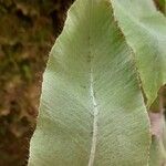 Elaphoglossum hybridum পাতা