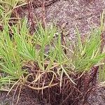 Bulbine frutescens Blad