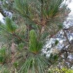 Pinus nigraBlad