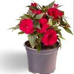 Impatiens hawkeriFlower